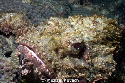 Spotted Scorpionfish at the Fish Camp Rocks off the beach... by Michael Kovach 